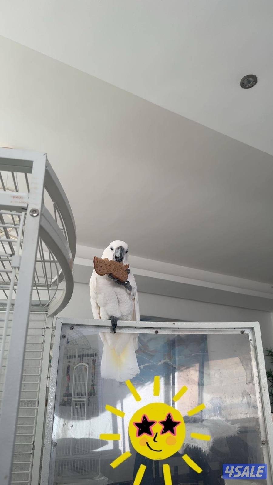 للبيع امبريلا كوكاتو0