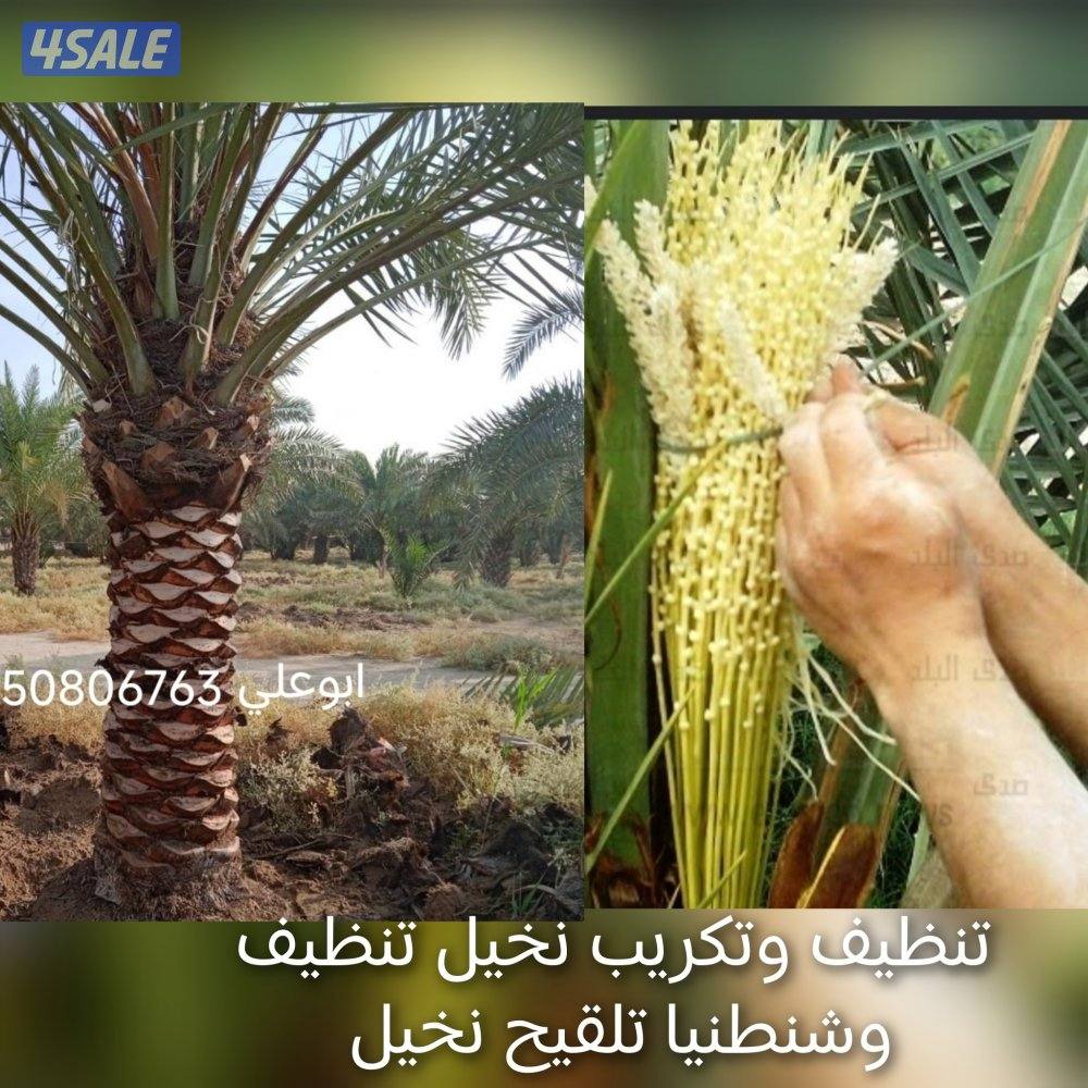 تنسيق حدائق7