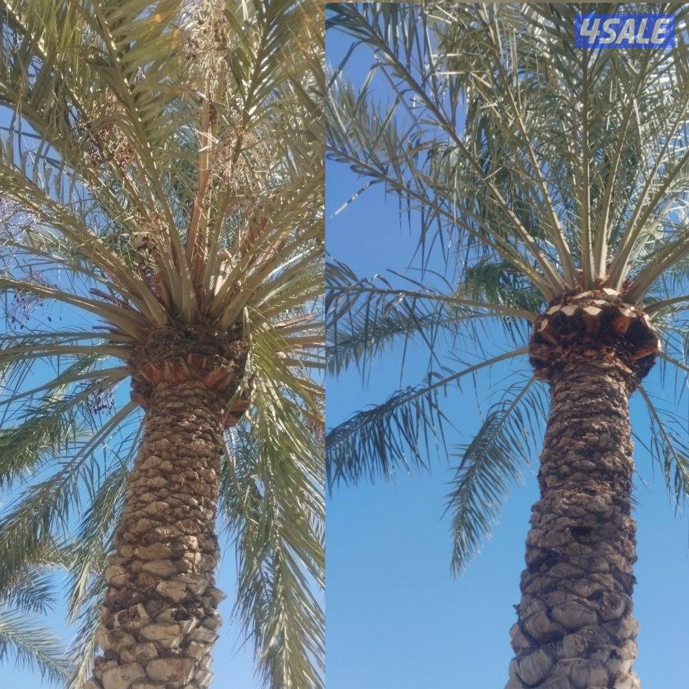 تنسيق حدائق8