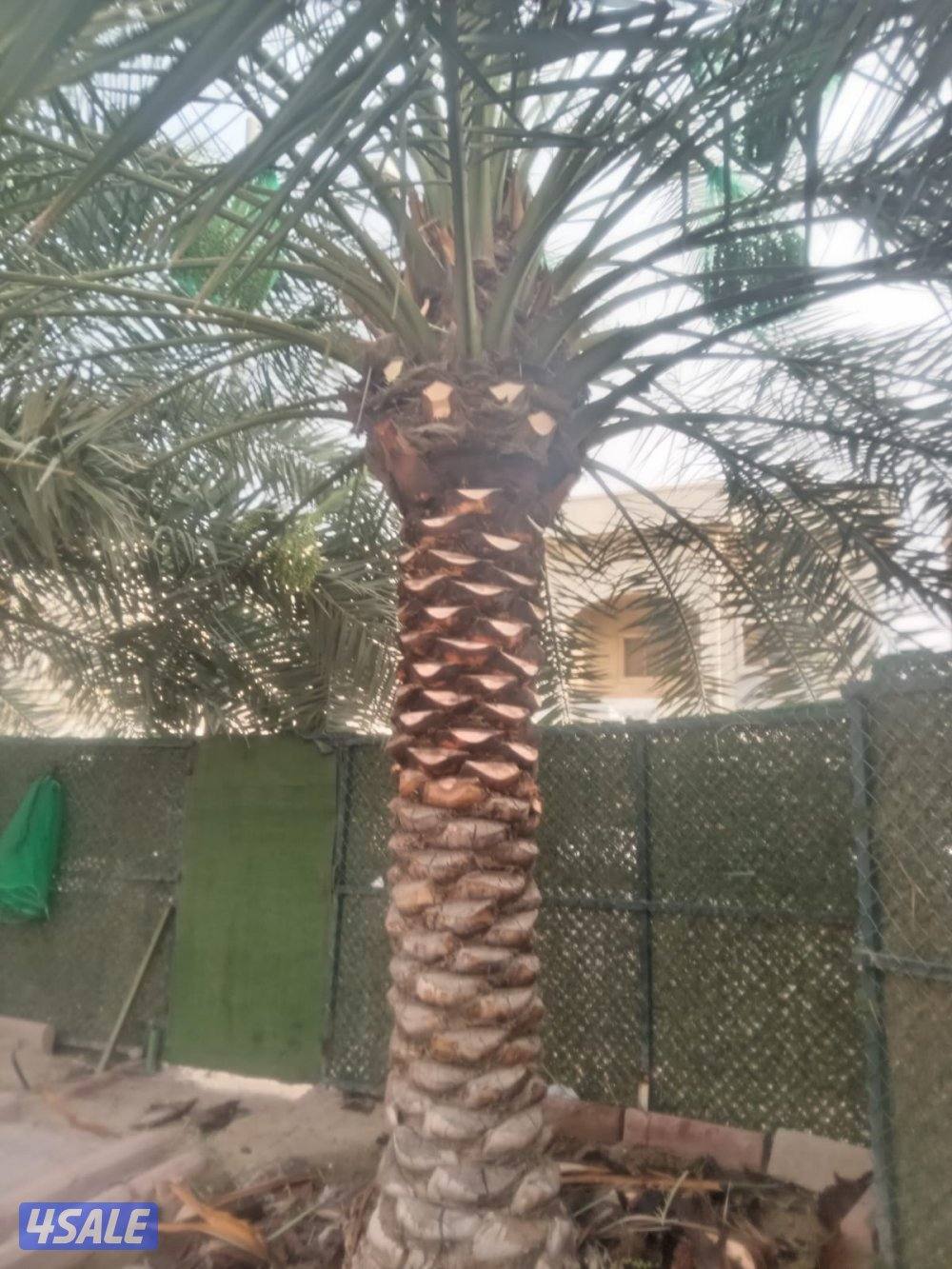 تنسيق حدائق12