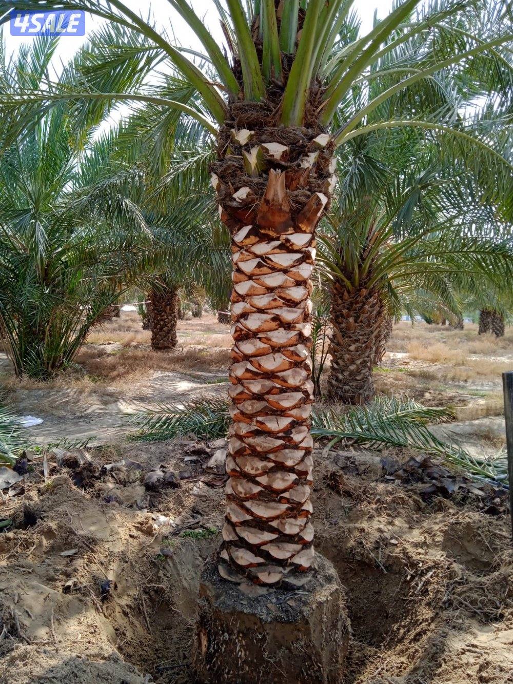 تنسيق حدائق14