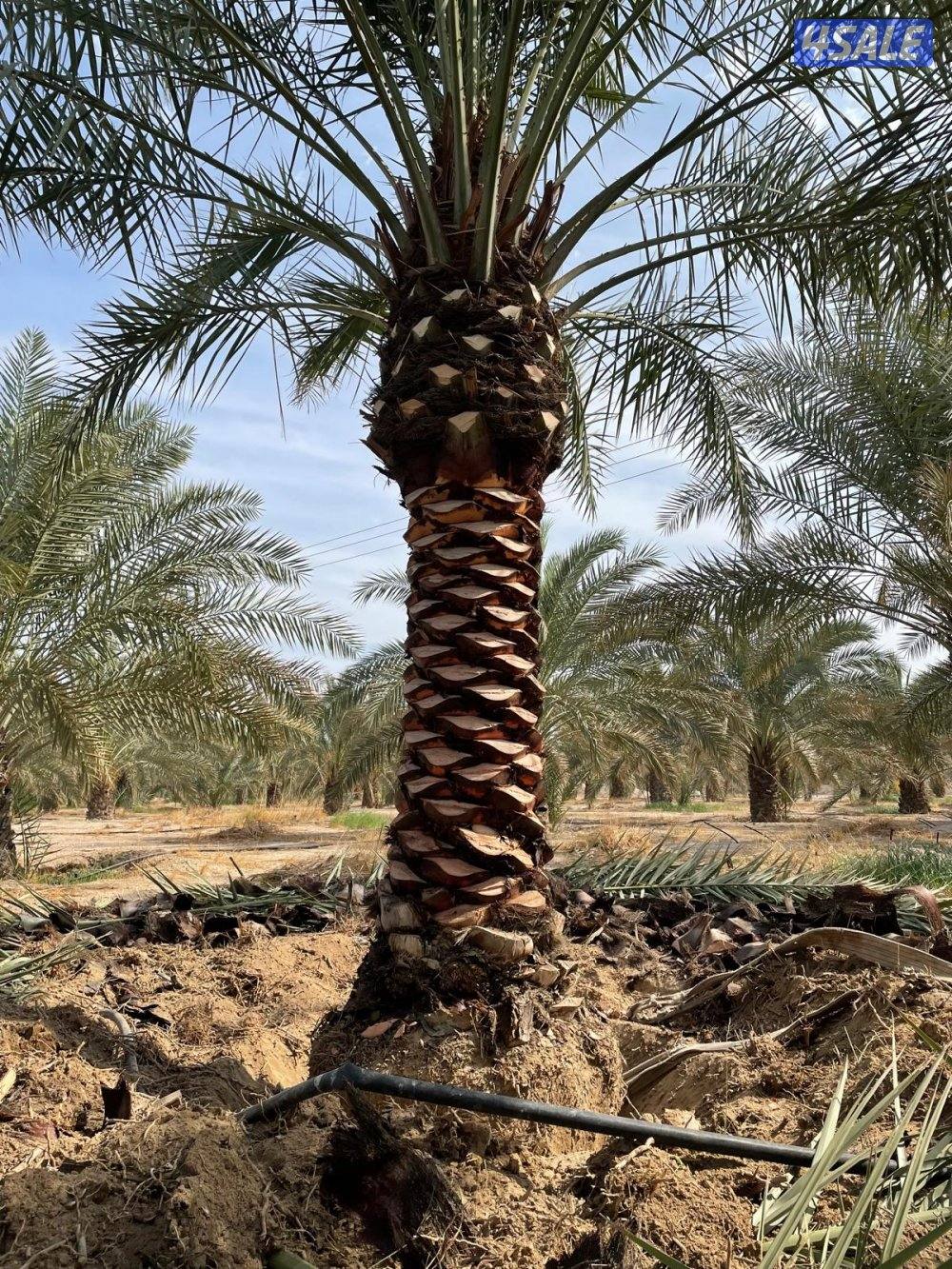 تنسيق حدائق13