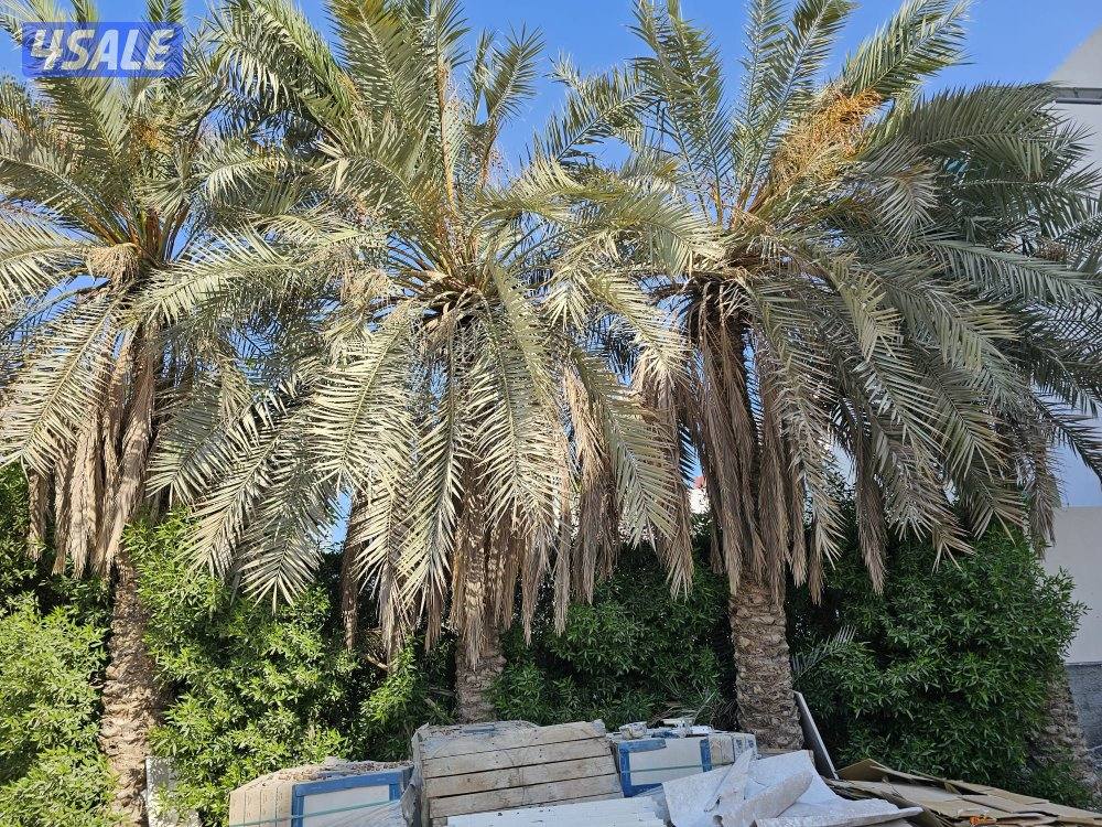 خبير نخل الاهوازي جد واب بيع ومشتري العبدلي والوفره وكل الكويت3