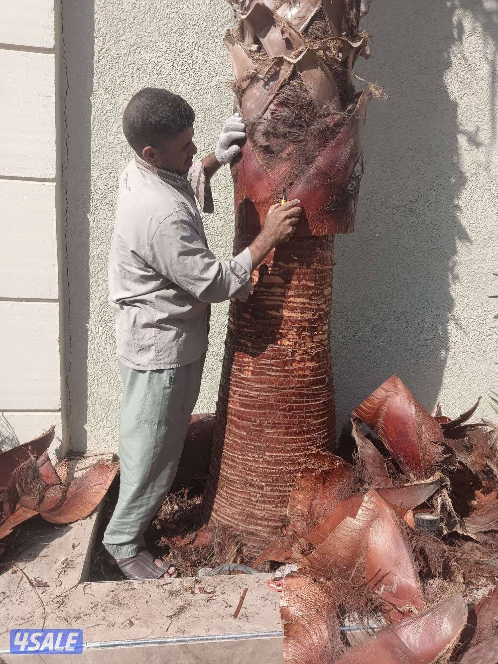 خبير نخل الاهوازي جد واب بيع ومشتري العبدلي والوفره وكل الكويت5