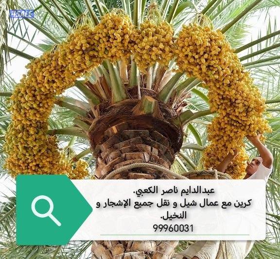 خبير نخل الاهوازي جد واب بيع ومشتري العبدلي والوفره وكل الكويت8