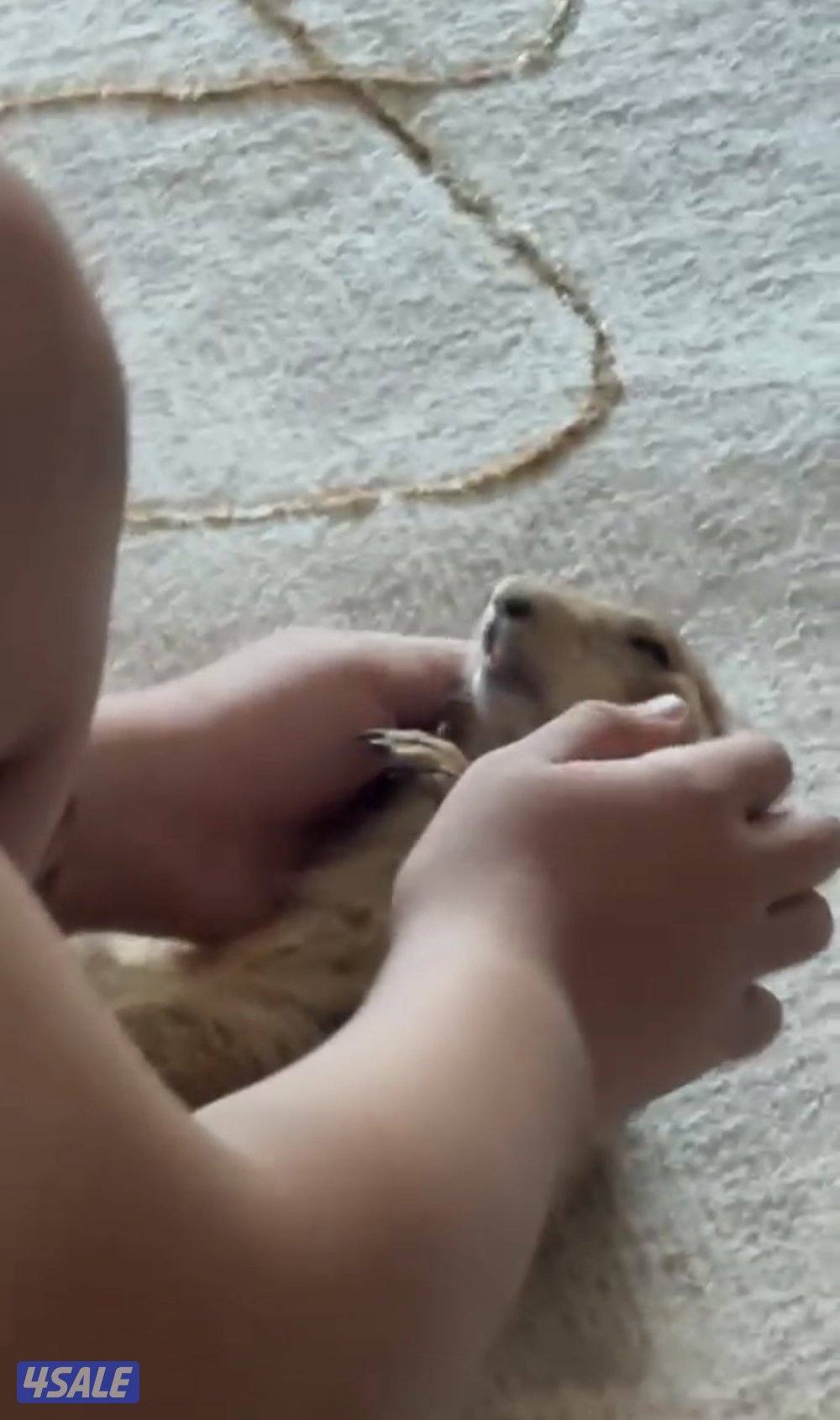 للبيع براري دوق من النوادر ألييف جدا مع الاطفال والبيت1