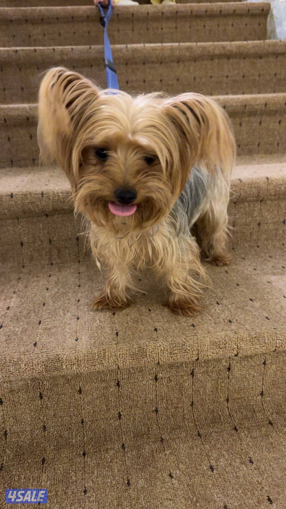 يوركشير تيرير0