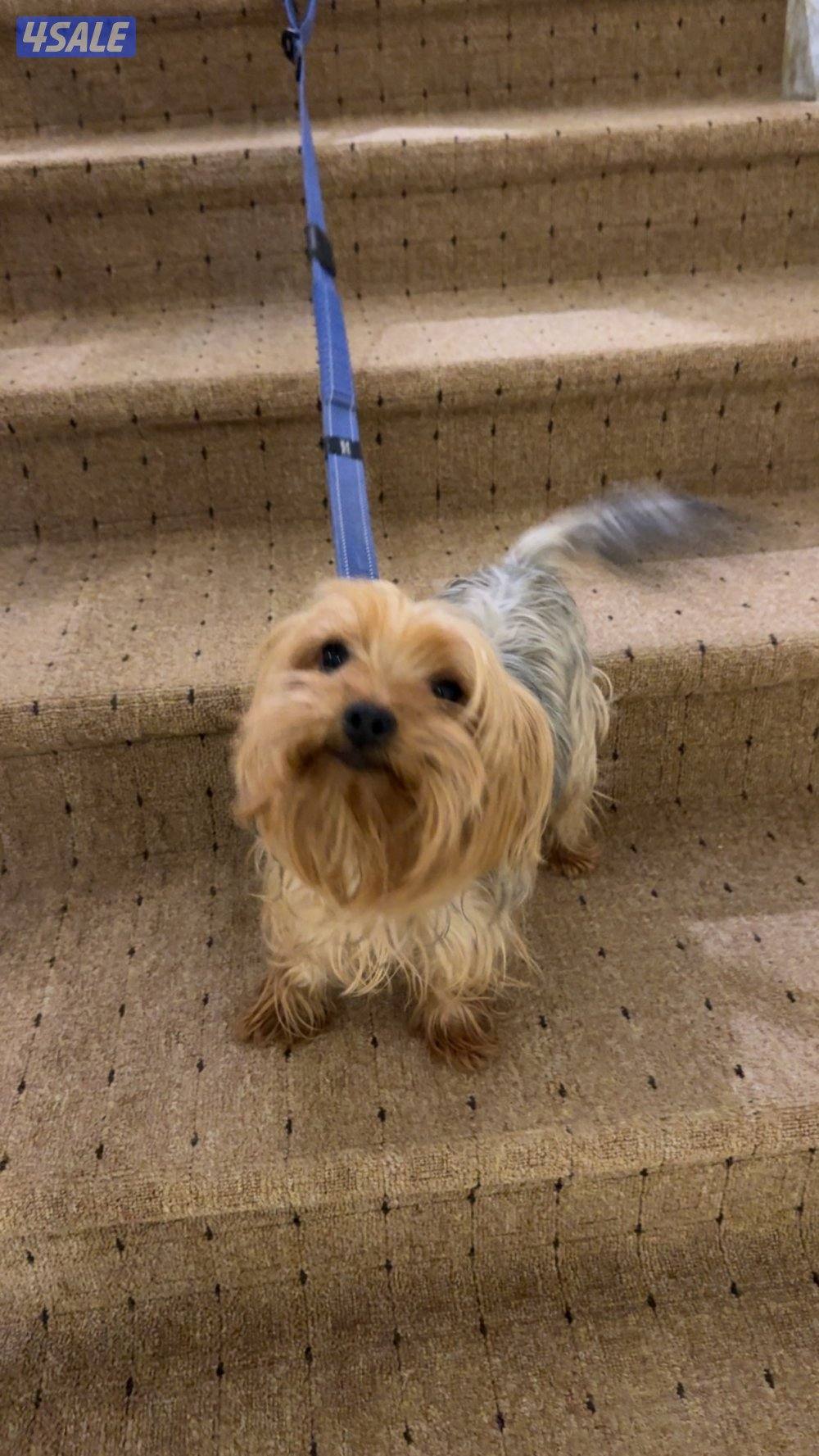 يوركشير تيرير1