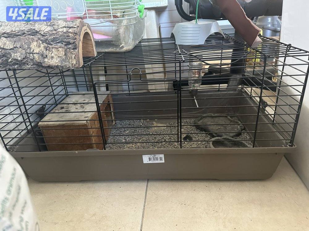 للبيع براري دوق من النوادر ألييف جدا مع الاطفال والبيت2