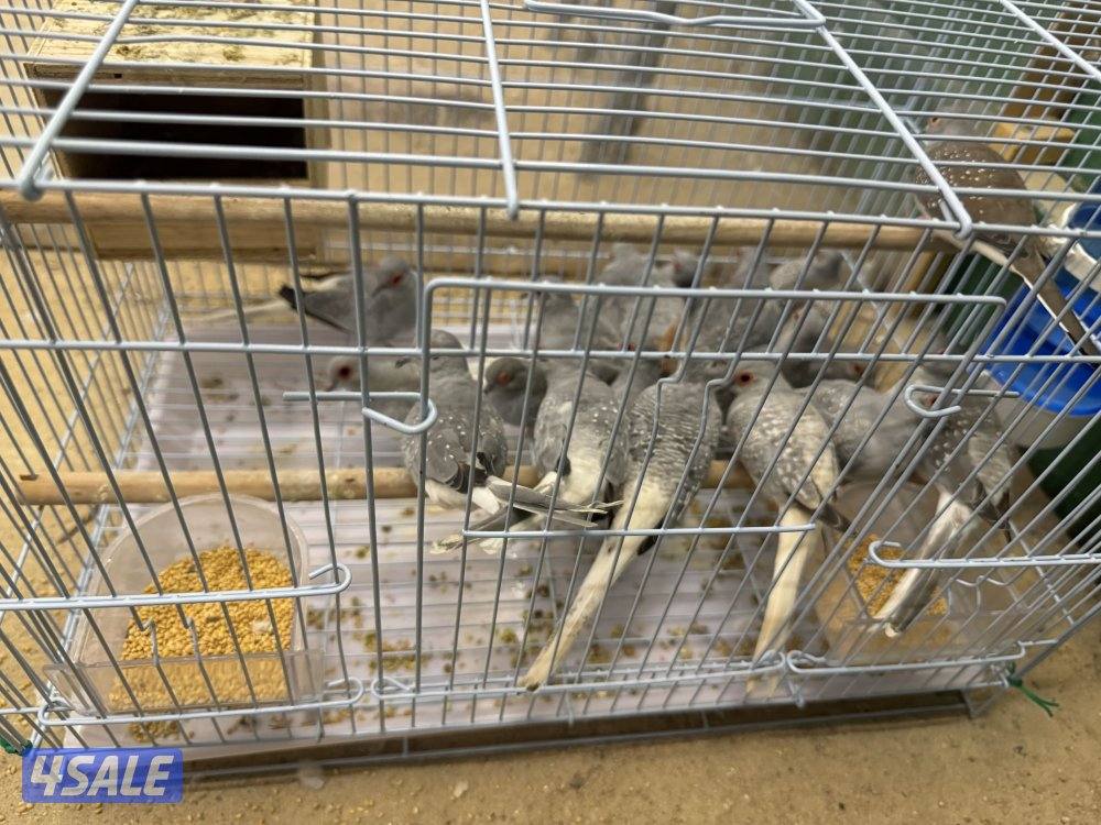 محمية يمام منتج عدد ٢٠ حبه والبيع جمله سعر الحبه ٢ دينار1