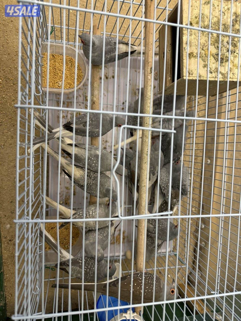 محمية يمام منتج عدد ٢٠ حبه والبيع جمله سعر الحبه ٢ دينار3