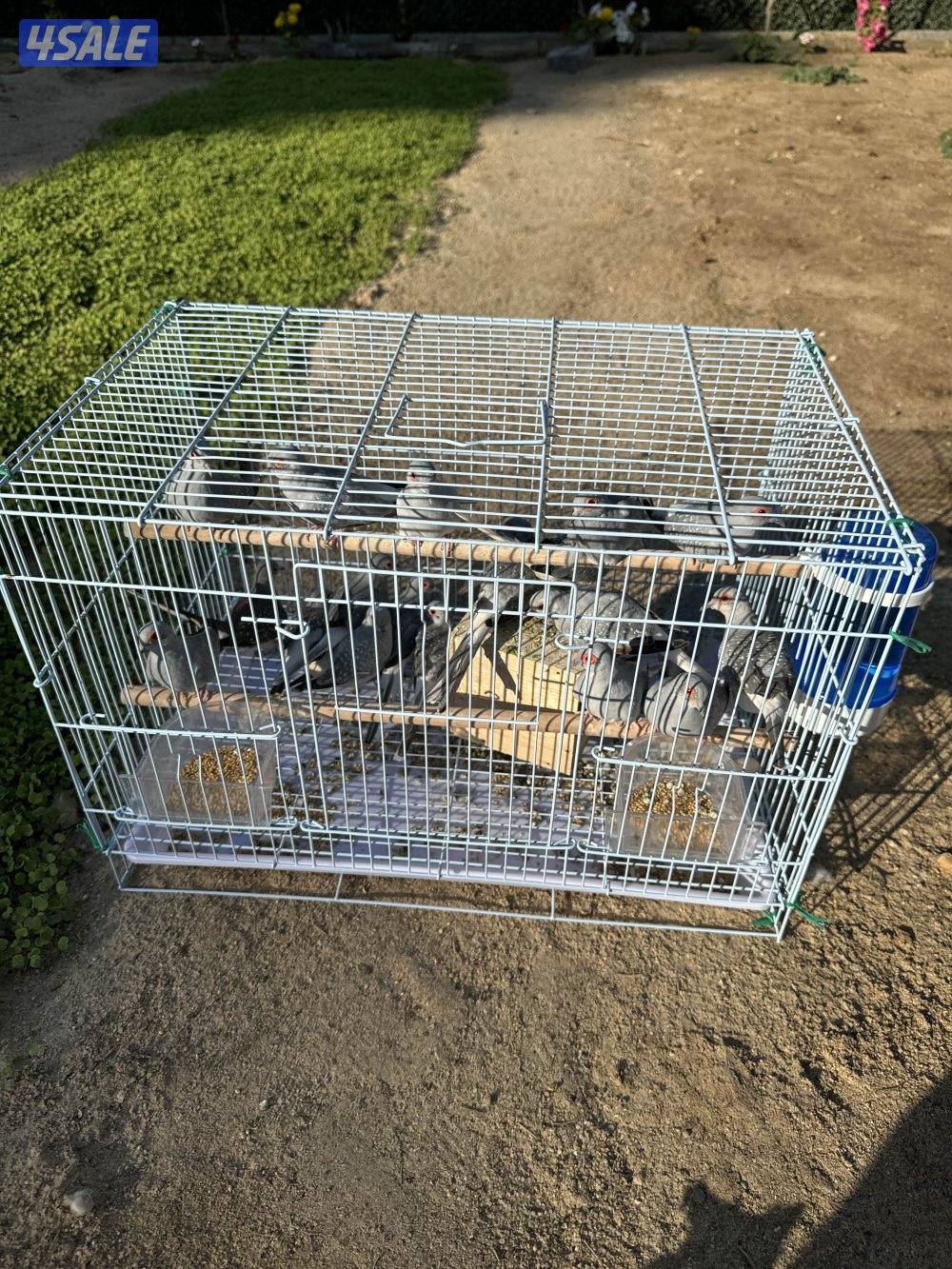 محمية يمام منتج عدد ٢٠ حبه والبيع جمله سعر الحبه ٢ دينار4