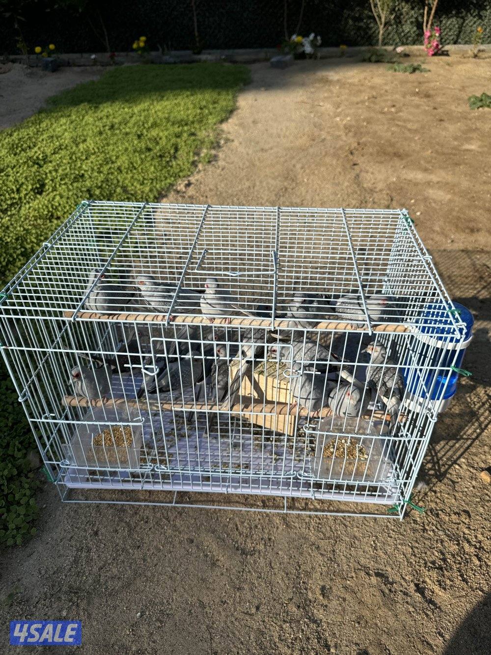 محمية يمام منتج عدد ٢٠ حبه والبيع جمله سعر الحبه ٢ دينار5