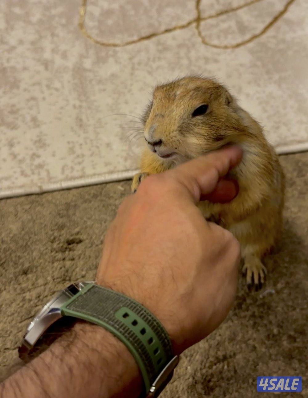 للبيع براري دوق من النوادر ألييف جدا مع الاطفال والبيت3