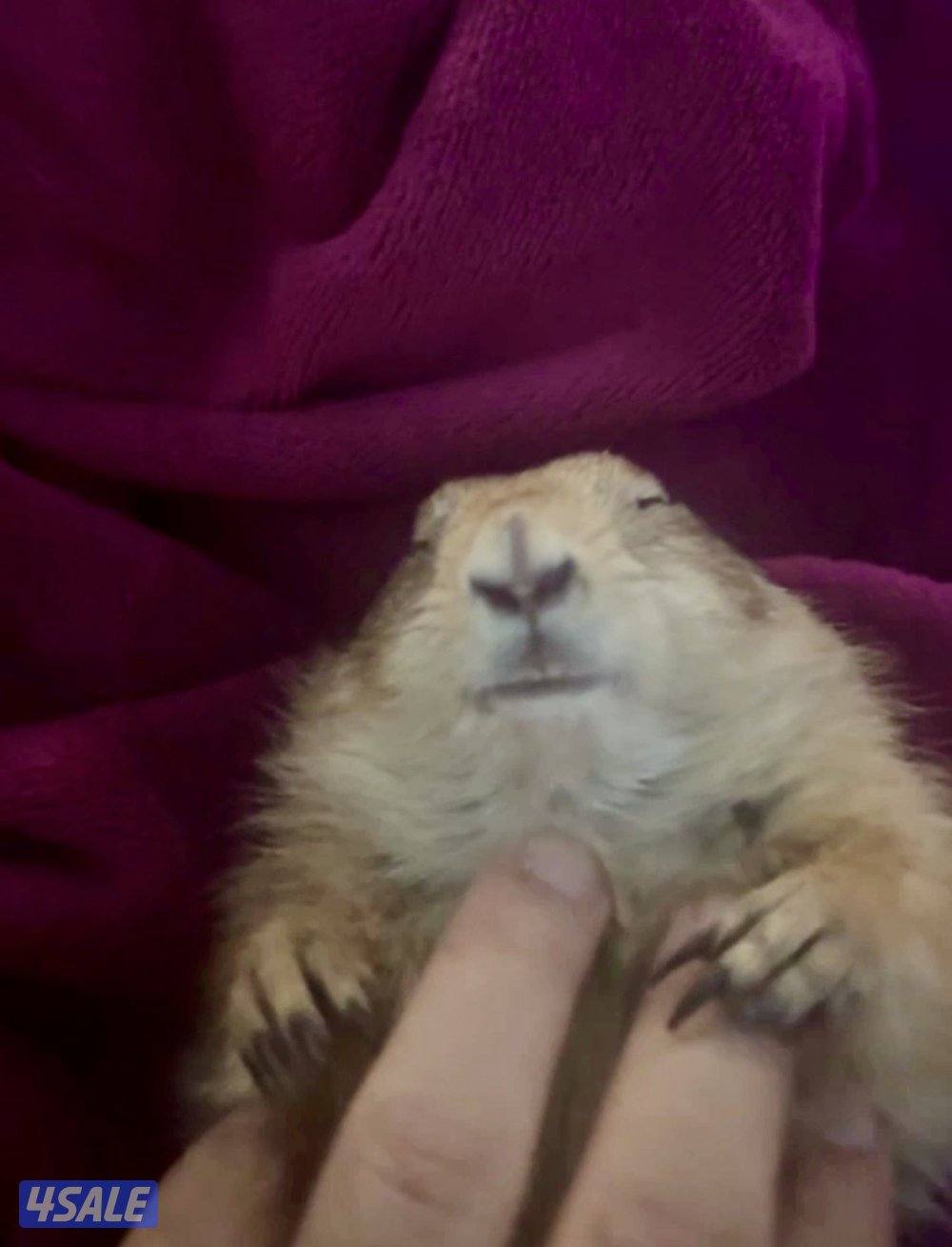 للبيع براري دوق من النوادر ألييف جدا مع الاطفال والبيت5