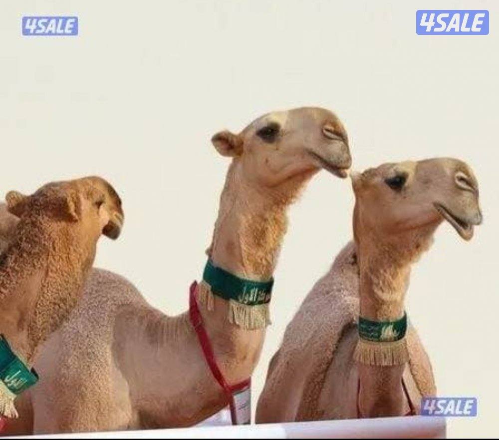 حلاق وغسيل الإبل جميع مناطق الكويت0