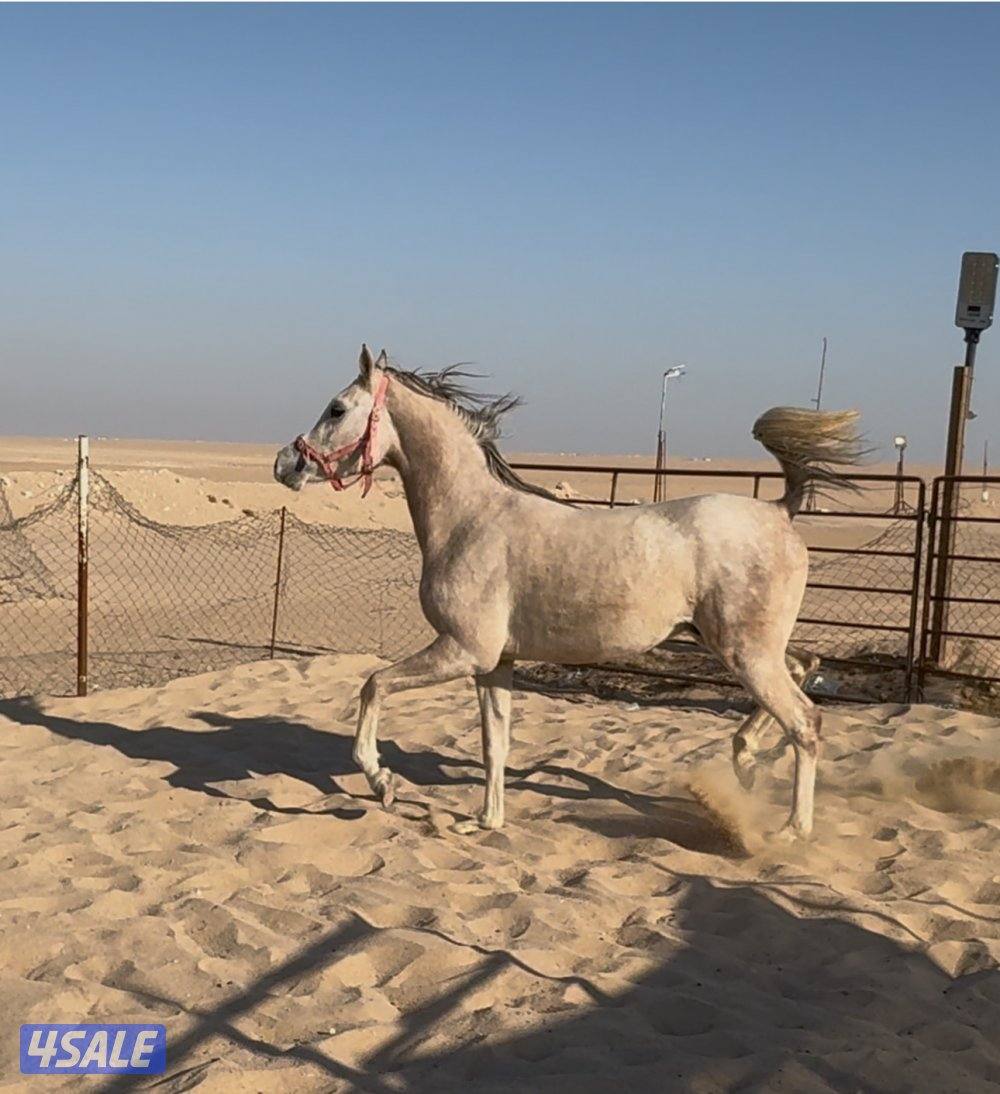 حصان واهو اصلي ولد فياض الفياض مسجل في الحصان العربي مع جوازه1