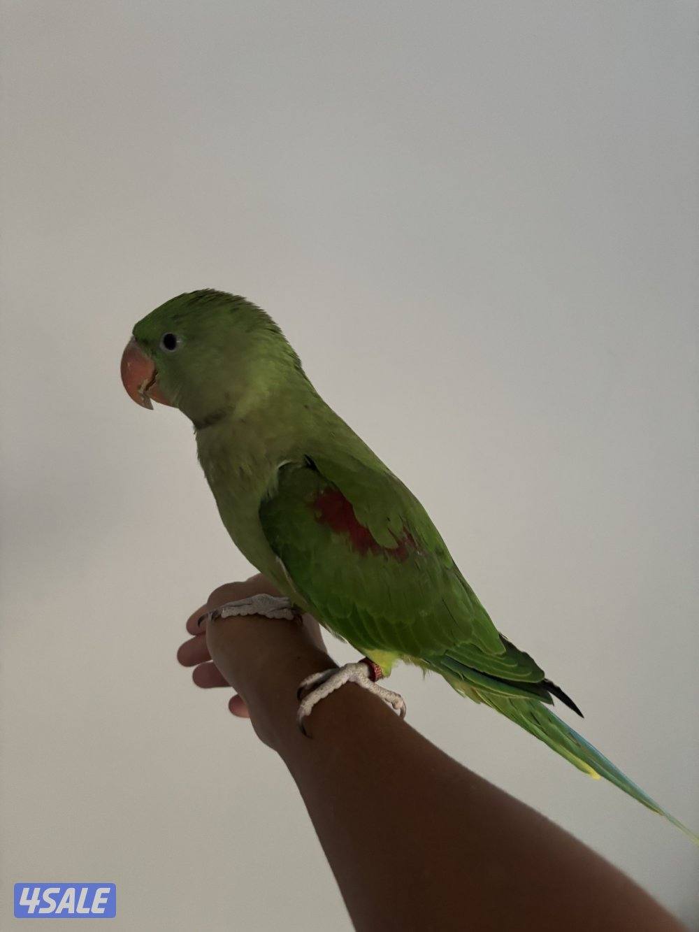 للبيع أو للبدل دره نيبالي العمر ٤ شهور0