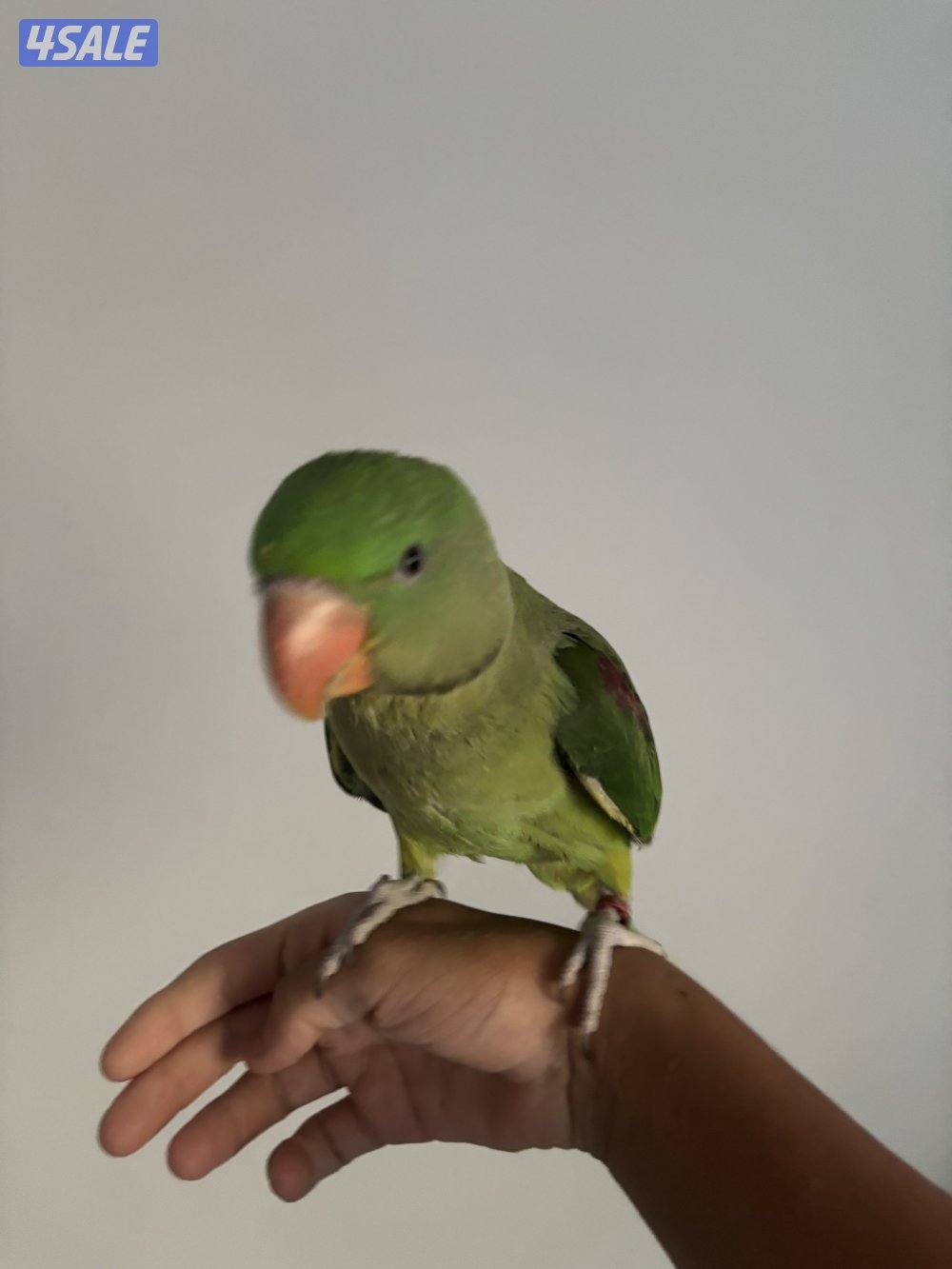 للبيع أو للبدل دره نيبالي العمر ٤ شهور1