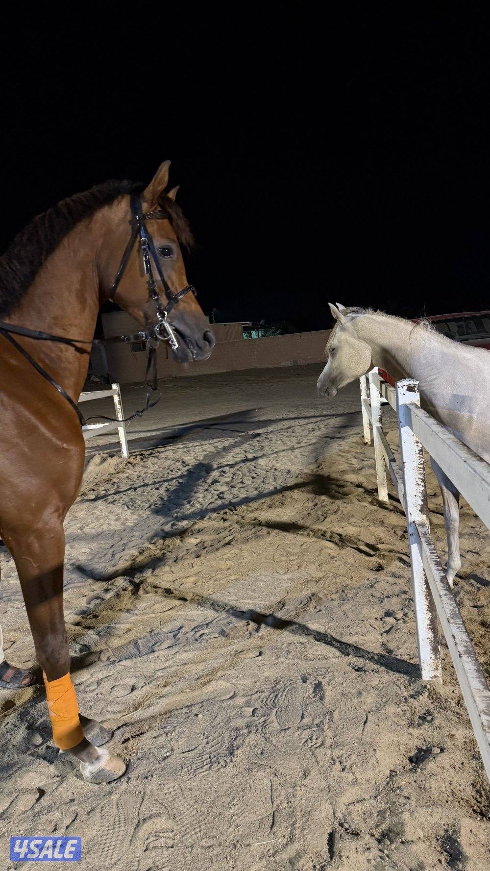 كبد كبد كبد0