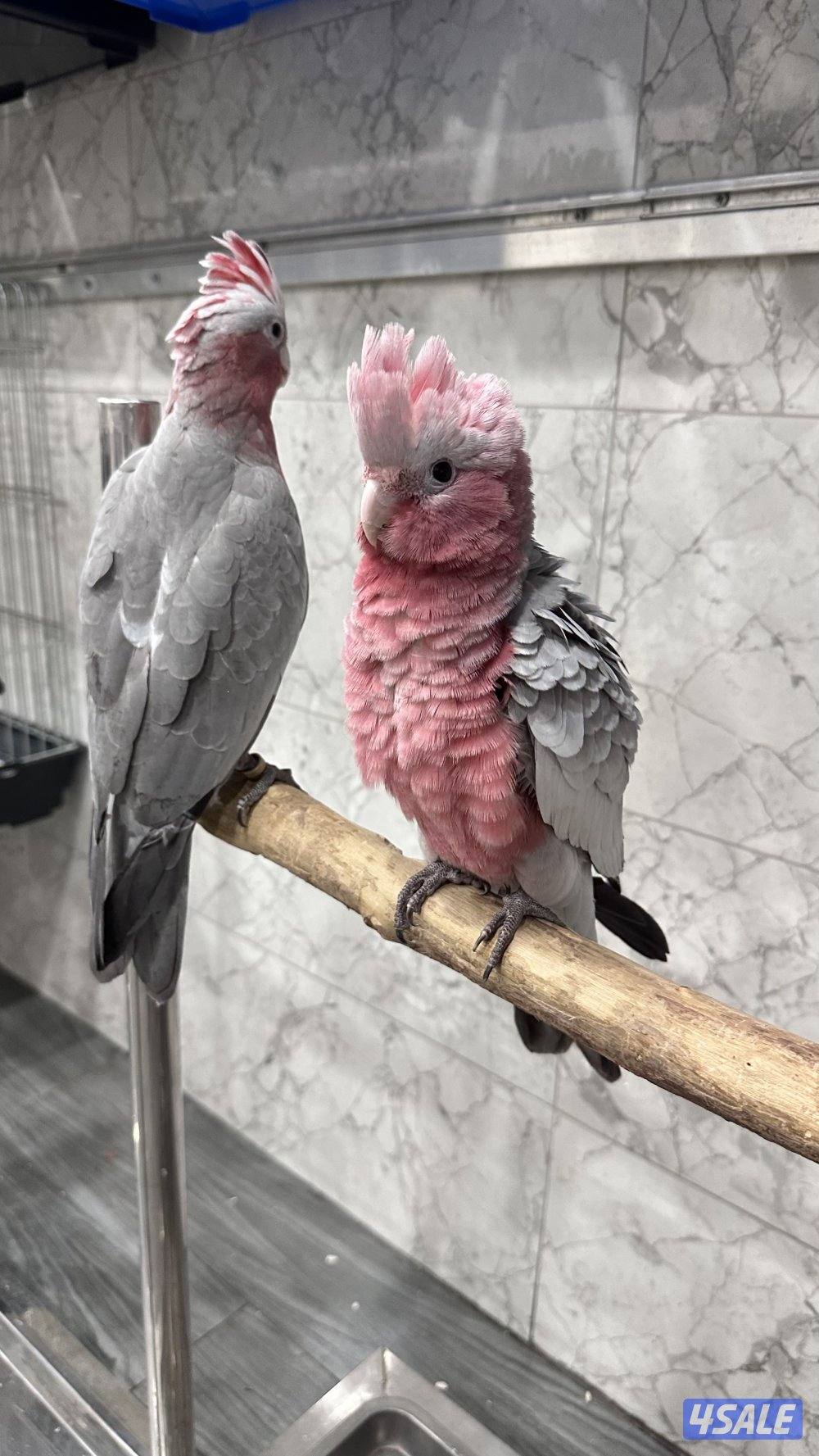 كوكاتو قالا اعمار 3 شهور0