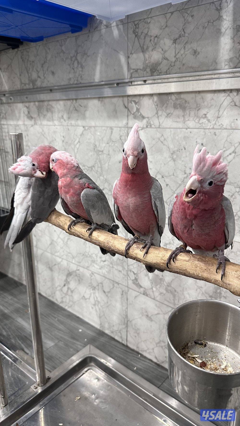 كوكاتو قالا اعمار 3 شهور1