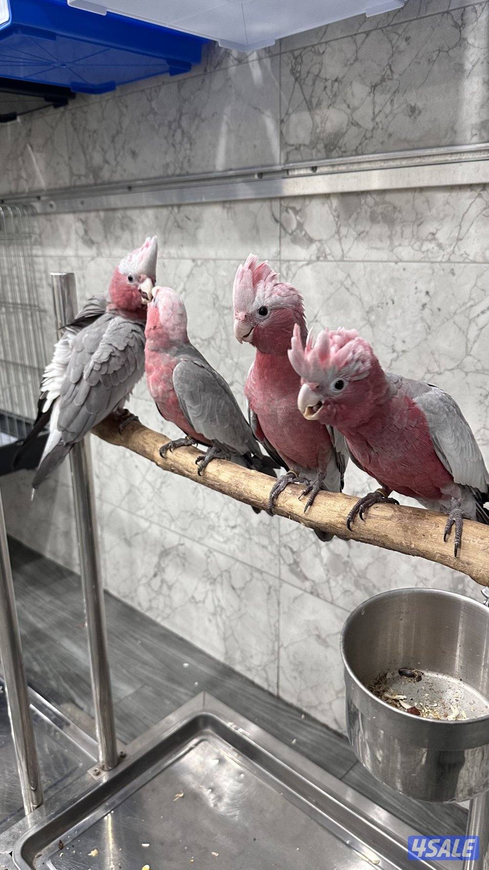 كوكاتو قالا اعمار 3 شهور2