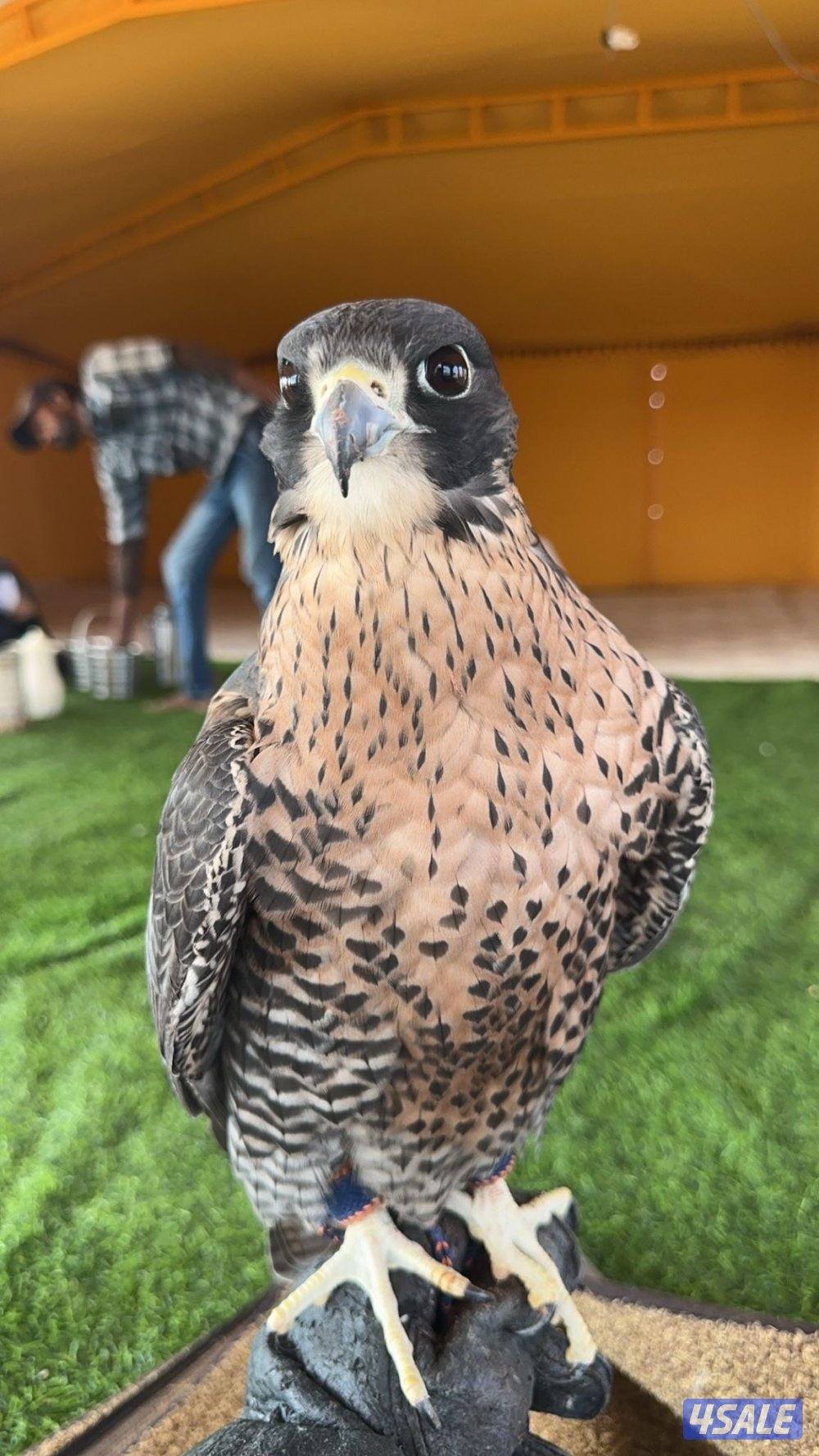 جير تبع قوي1