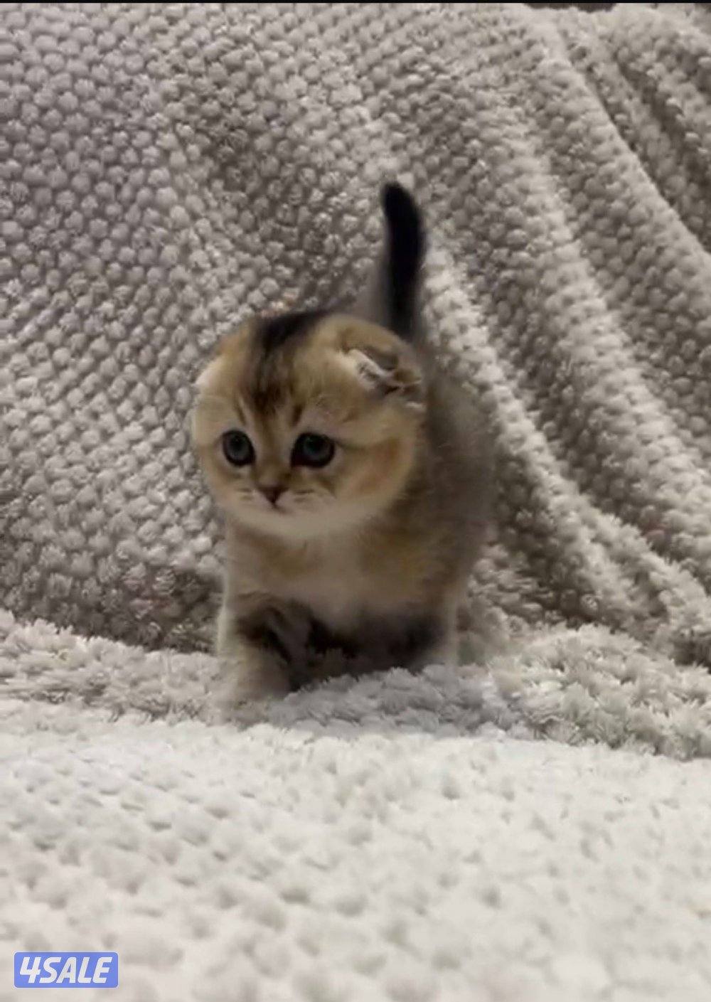 قطط كتن للبيع قريب الشهرين4