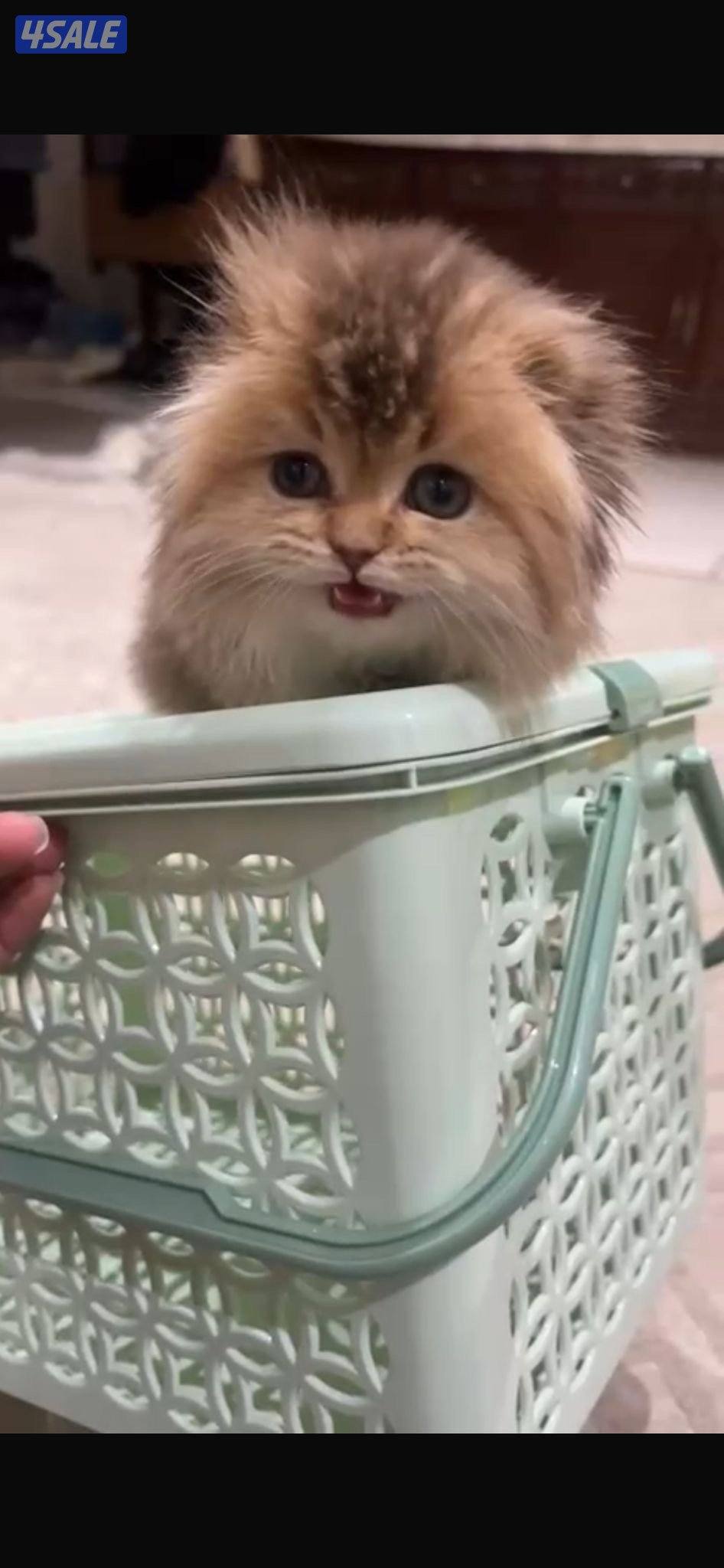 قطط كتن للبيع قريب الشهرين5