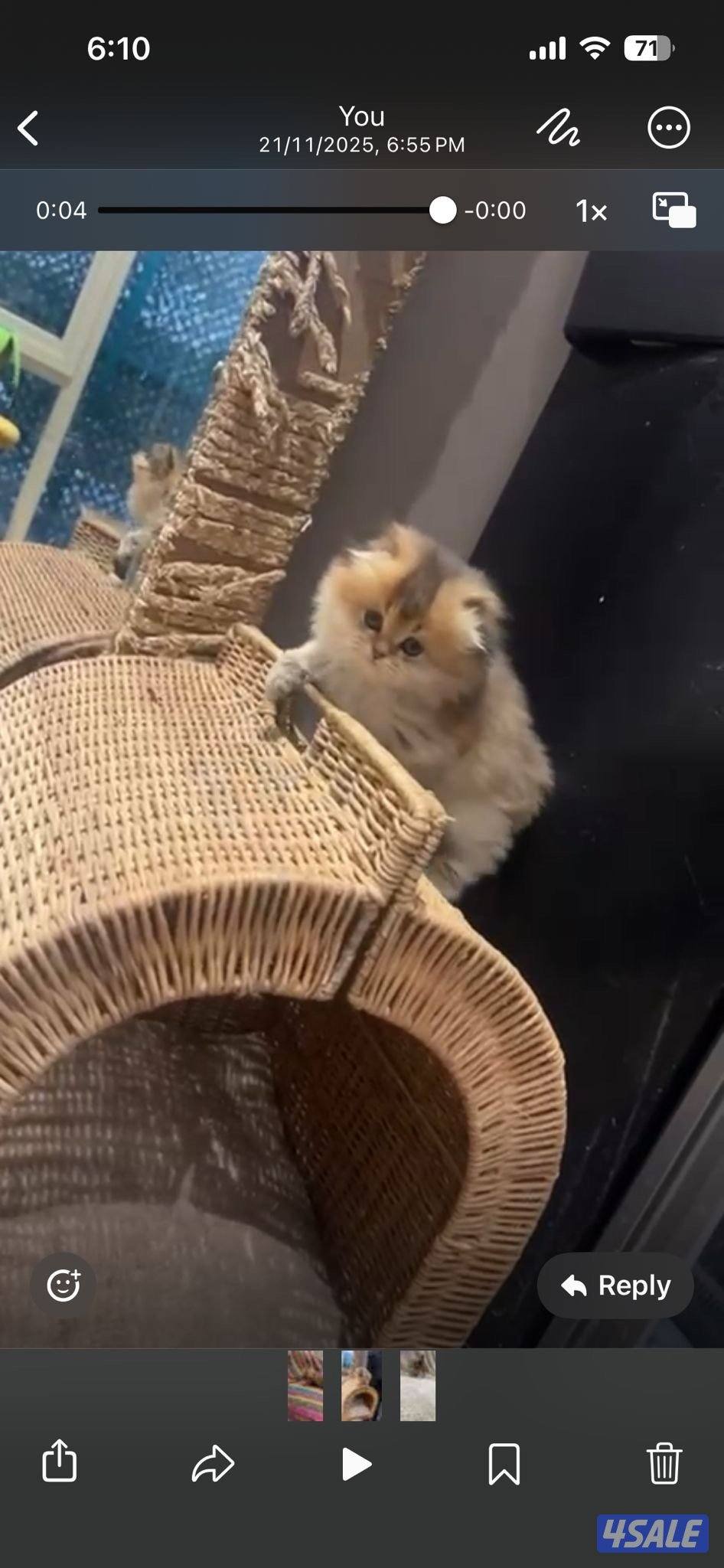 قطط كتن للبيع قريب الشهرين0