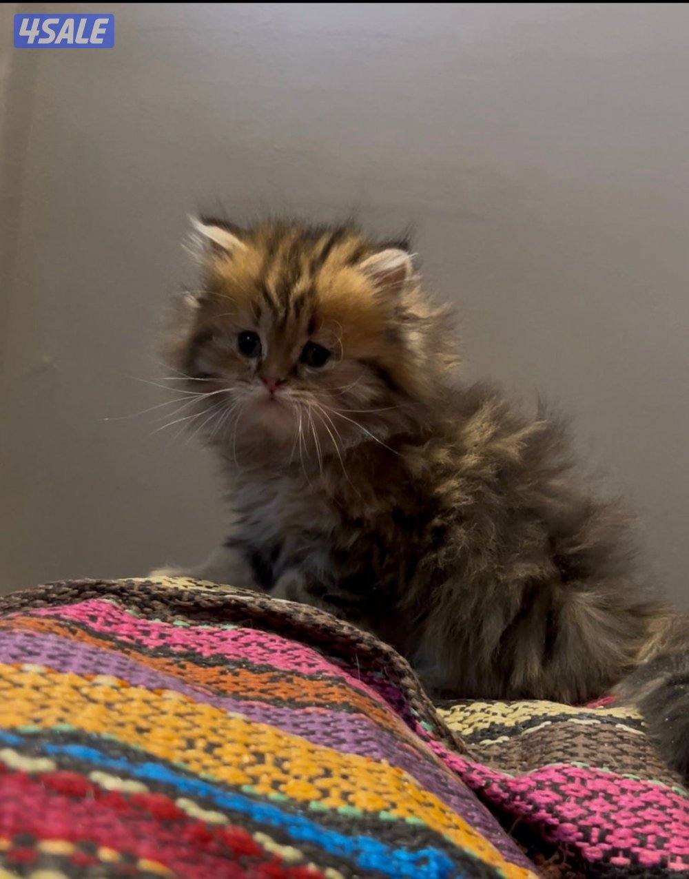 قطط كتن للبيع قريب الشهرين2