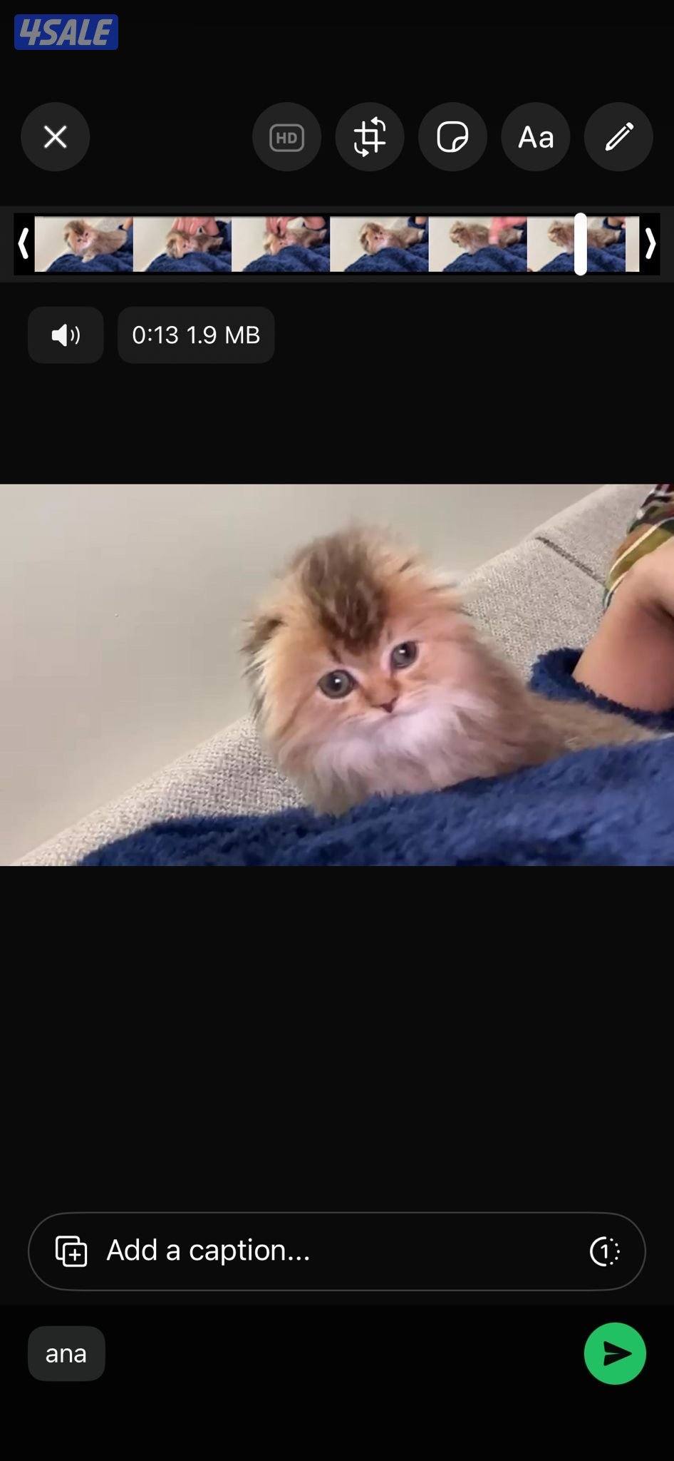 قطط كتن للبيع قريب الشهرين3