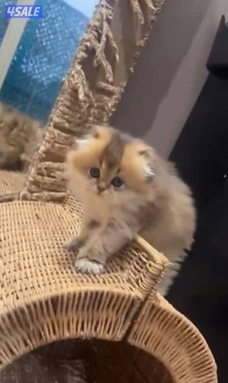 قطط كتن للبيع قريب الشهرين1