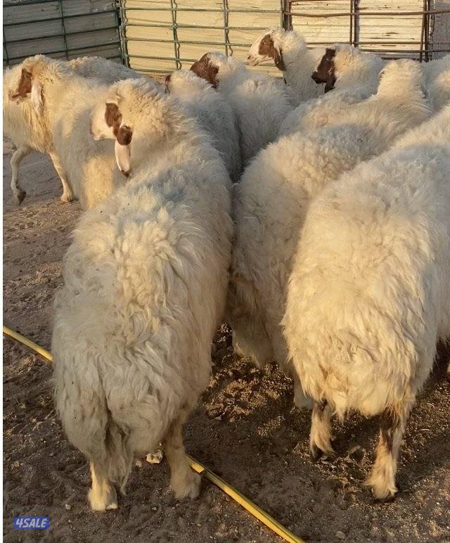 26غنم عواس مع الفحل فاخرة ونادرة فيهم10سوناروالباقي توة مقرعة4