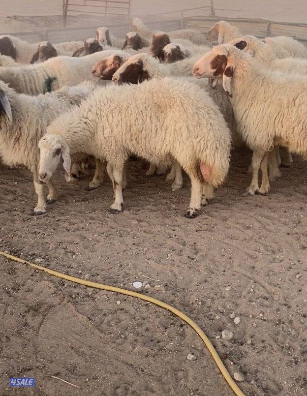 26غنم عواس مع الفحل فاخرة ونادرة فيهم10سوناروالباقي توة مقرعة0