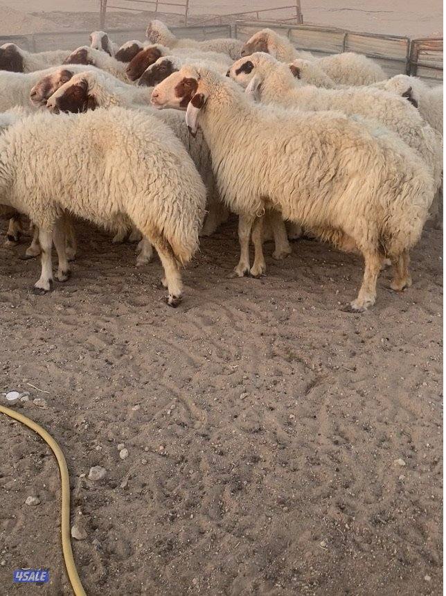 26غنم عواس مع الفحل فاخرة ونادرة فيهم10سوناروالباقي توة مقرعة2