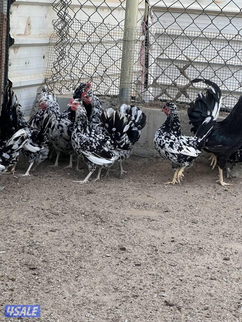 دجاج عربي قديم0