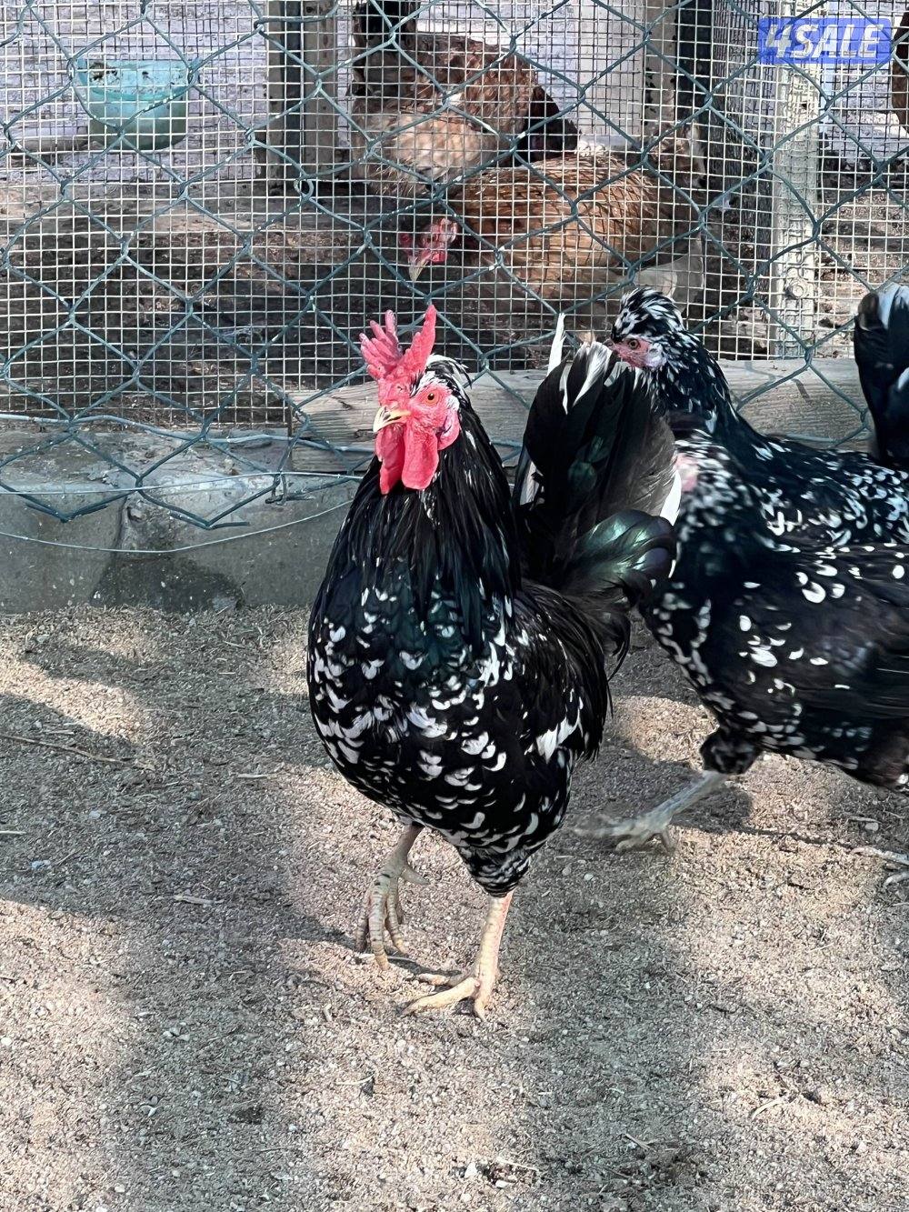 دجاج عربي قديم1