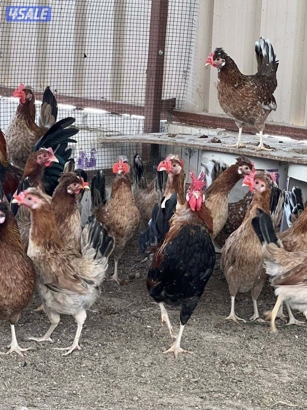 دجاج عربي قديم2