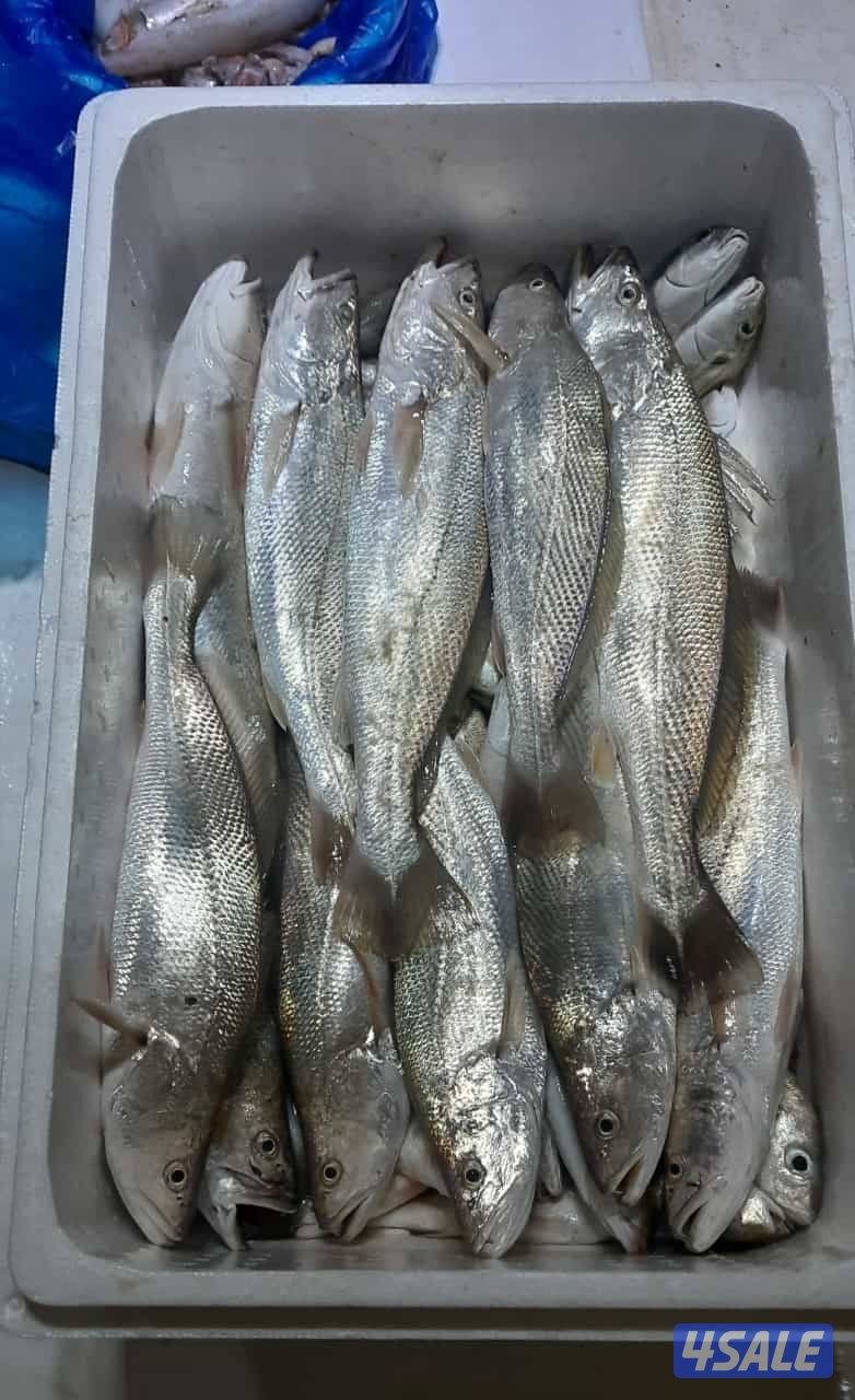 للإيجار رحلات حداق وتوصيل فيلكا باسعار مناسبة7