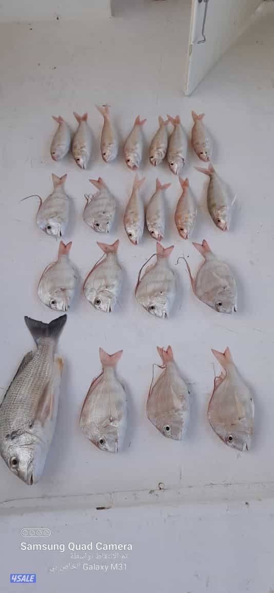 للإيجار رحلات حداق وتوصيل فيلكا باسعار مناسبة8