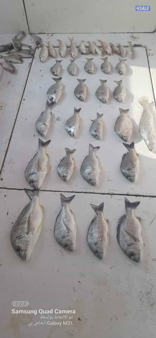 للإيجار رحلات حداق وتوصيل فيلكا باسعار مناسبة11