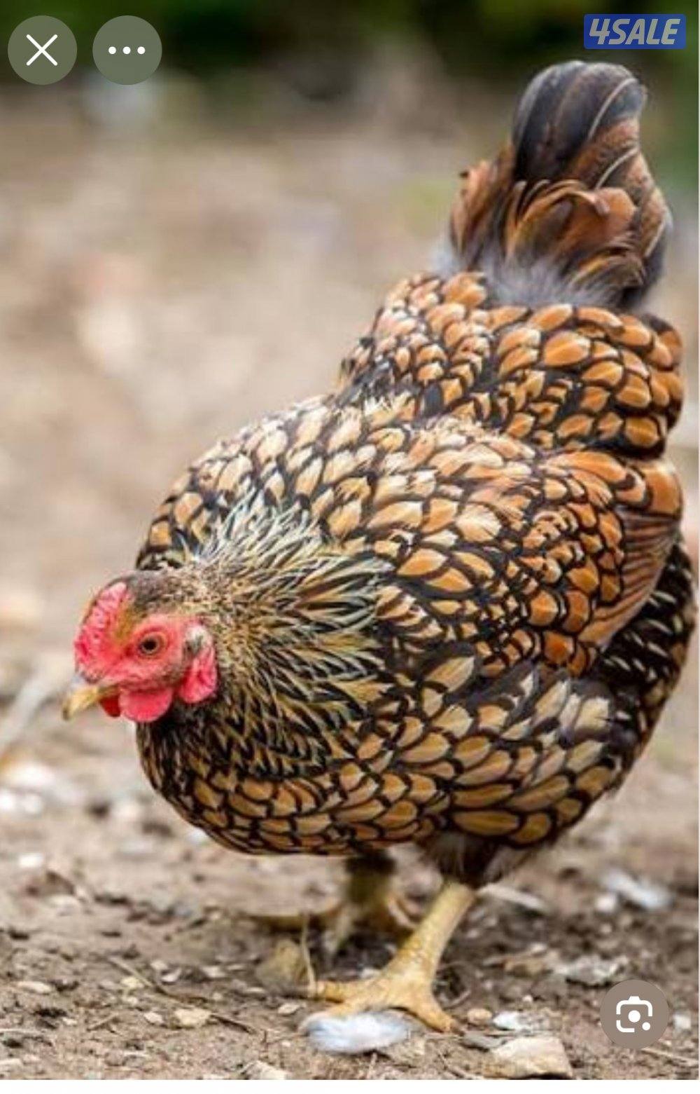 للبيع دياجه واين دوت قولد0