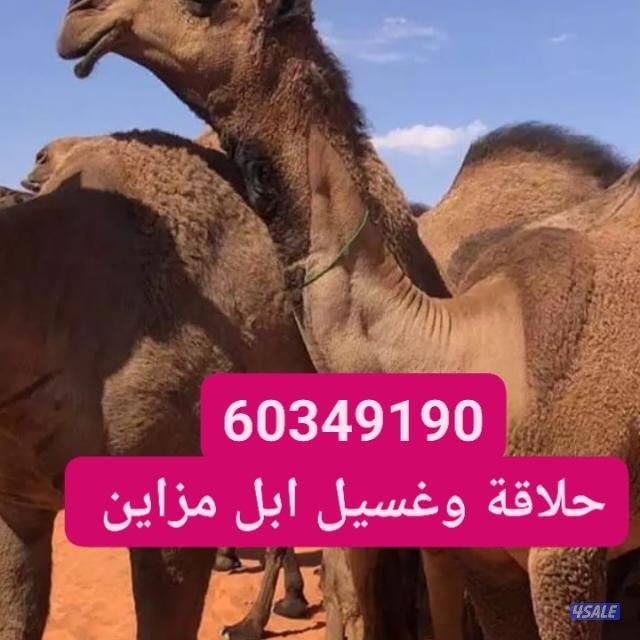 حلاقه وغسيل ابل مزاين0