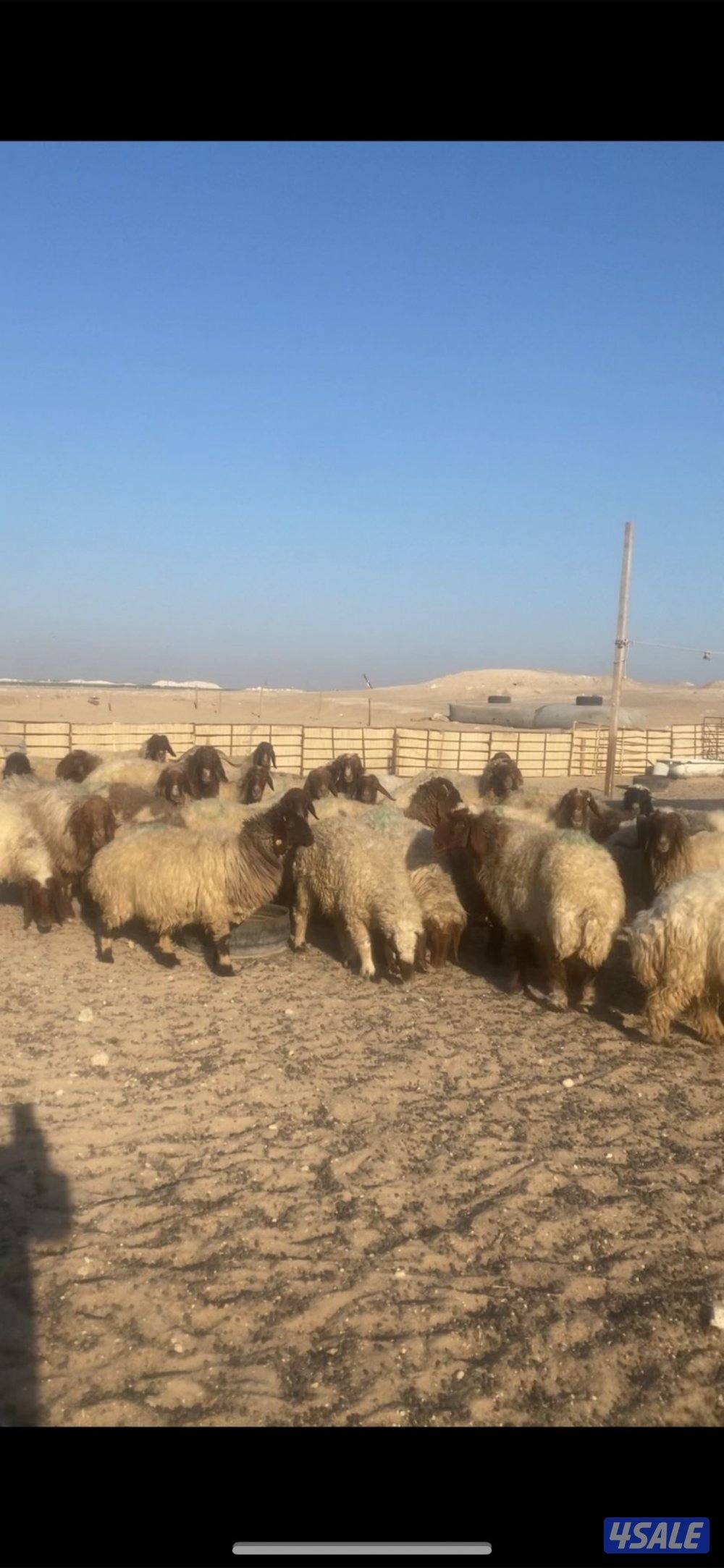 للبيع غنم0