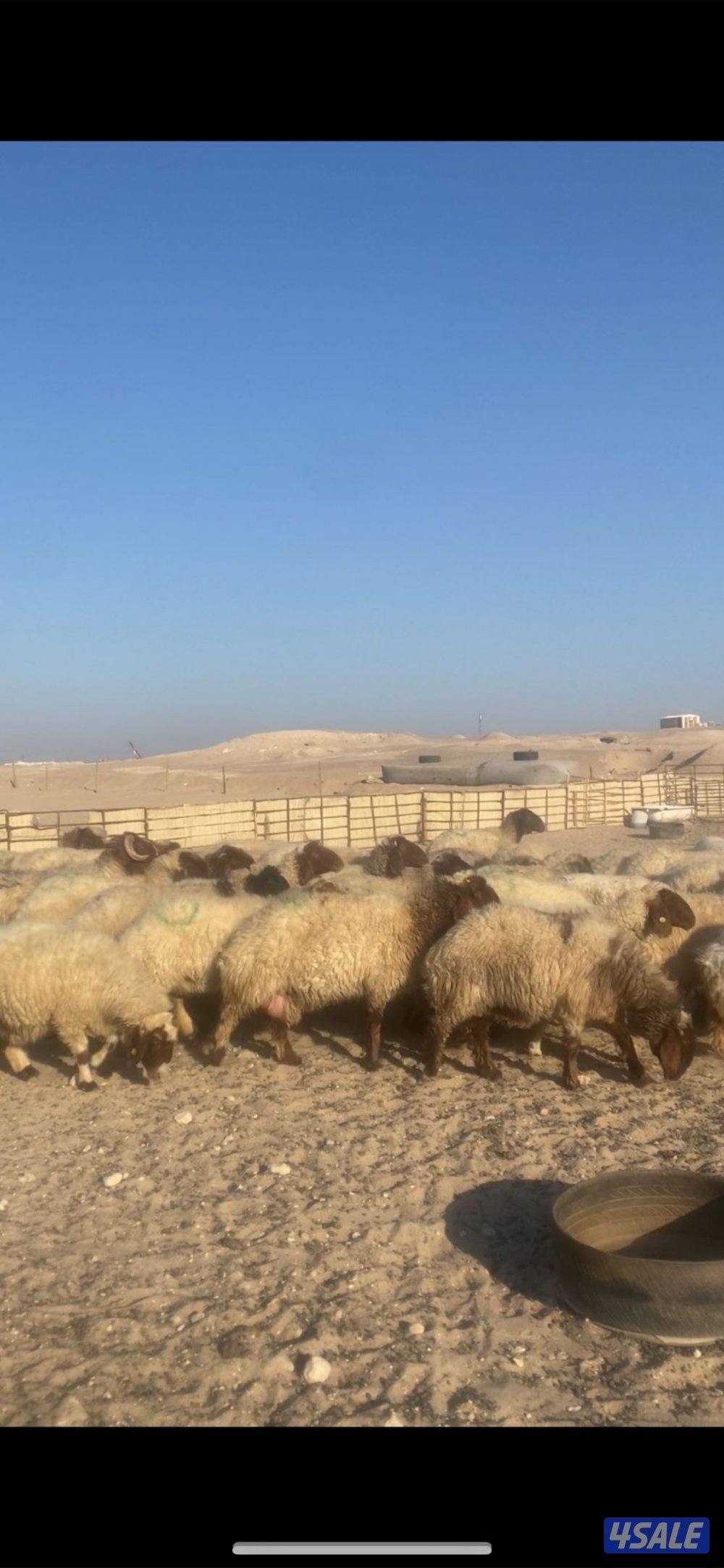 للبيع غنم1