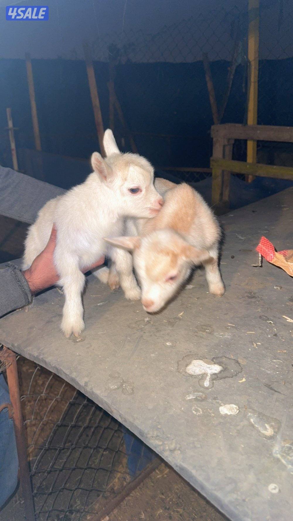 تيوس وجفار جيكي امريكي 🇺🇸 الوان طيبه1