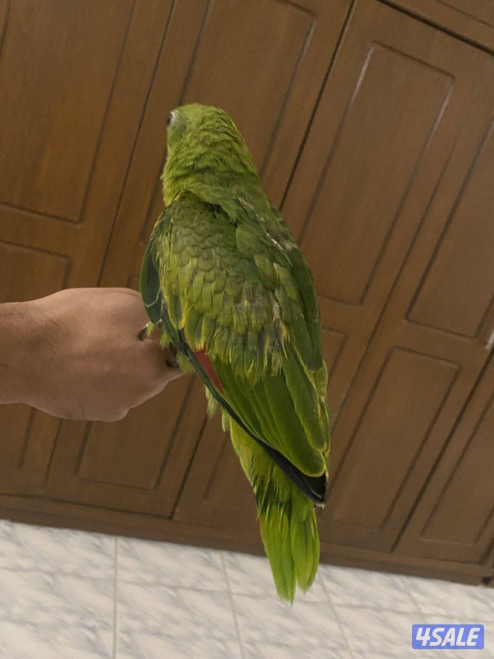 للبيع يلوناب العمر بين 6 او 7 شهور سبب البيع لعدم التفرغ0