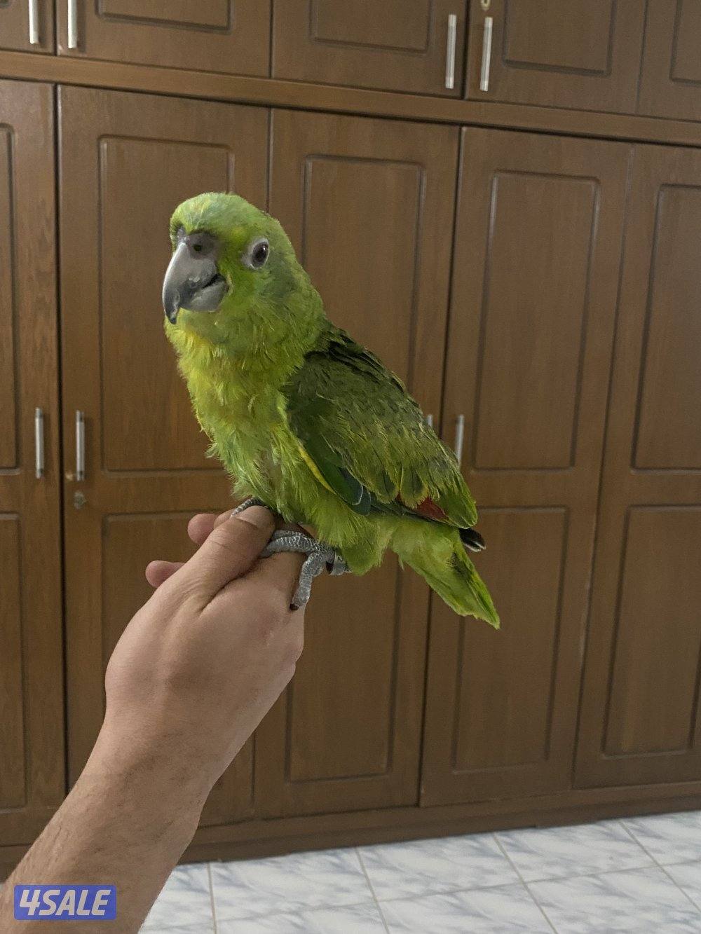 للبيع يلوناب العمر بين 6 او 7 شهور سبب البيع لعدم التفرغ1